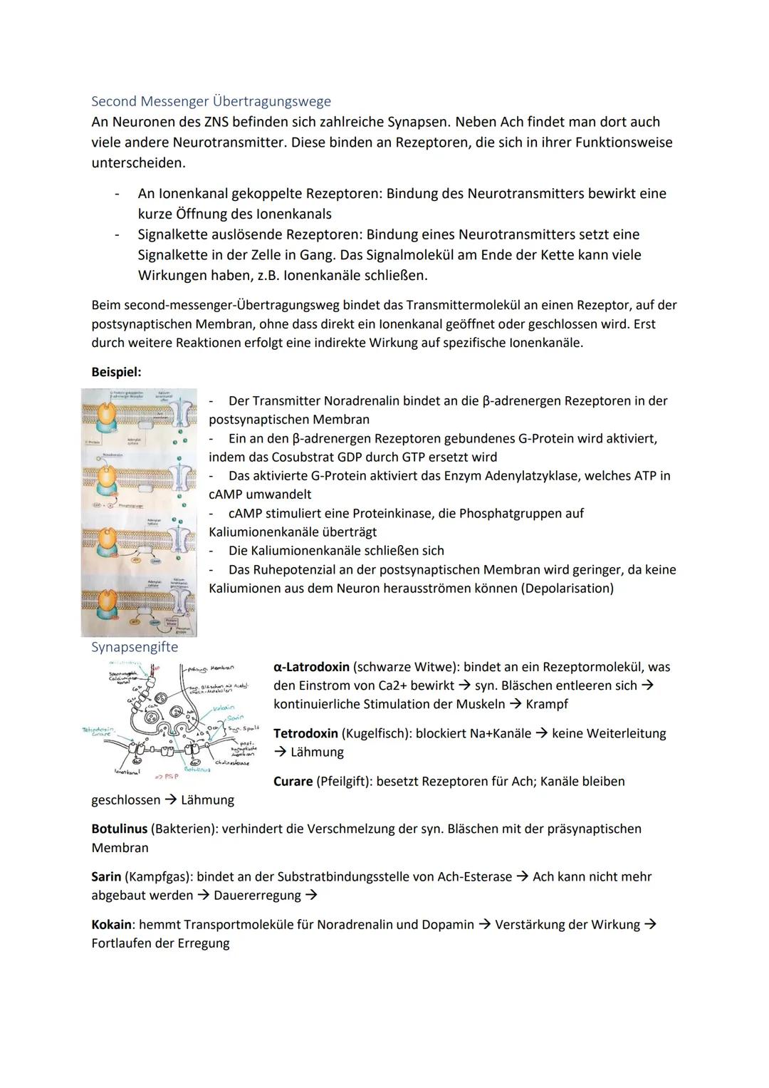 Biologie Zusammenfassung für das schriftliche Abitur
Inhalt
Basiskonzepte...
Oberflächenprinzip.
Kompartimentierung.
Zytologie.....
Untersuc