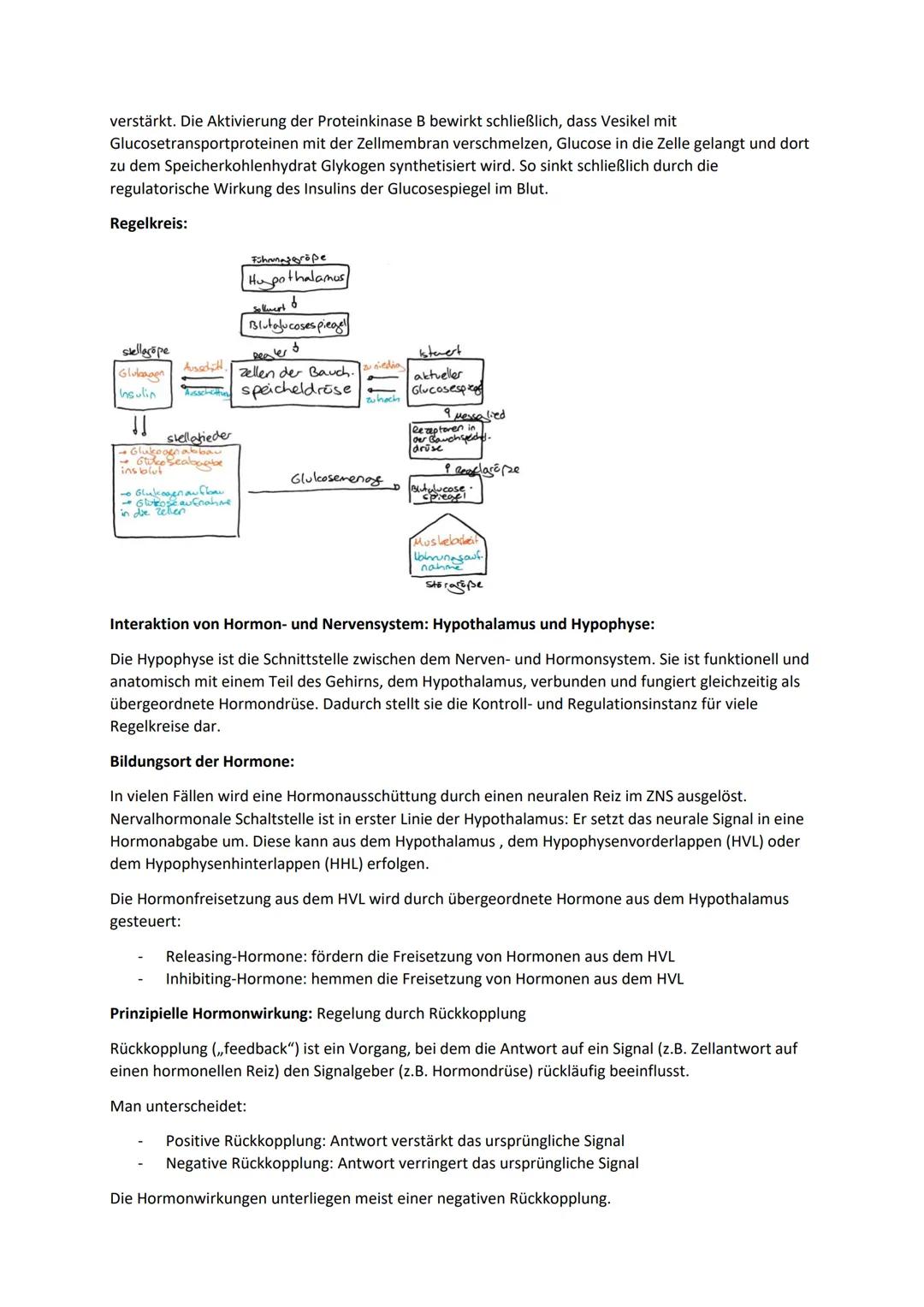 Biologie Zusammenfassung für das schriftliche Abitur
Inhalt
Basiskonzepte...
Oberflächenprinzip.
Kompartimentierung.
Zytologie.....
Untersuc