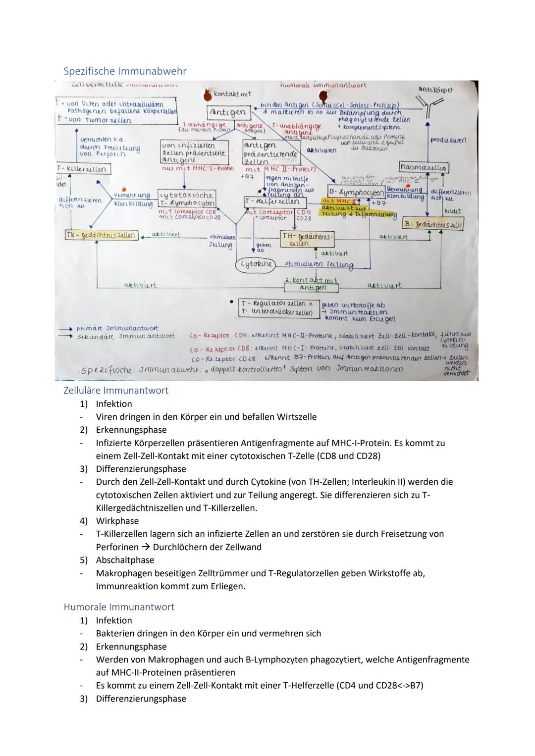 Biologie Zusammenfassung für das schriftliche Abitur
Inhalt
Basiskonzepte...
Oberflächenprinzip.
Kompartimentierung.
Zytologie.....
Untersuc