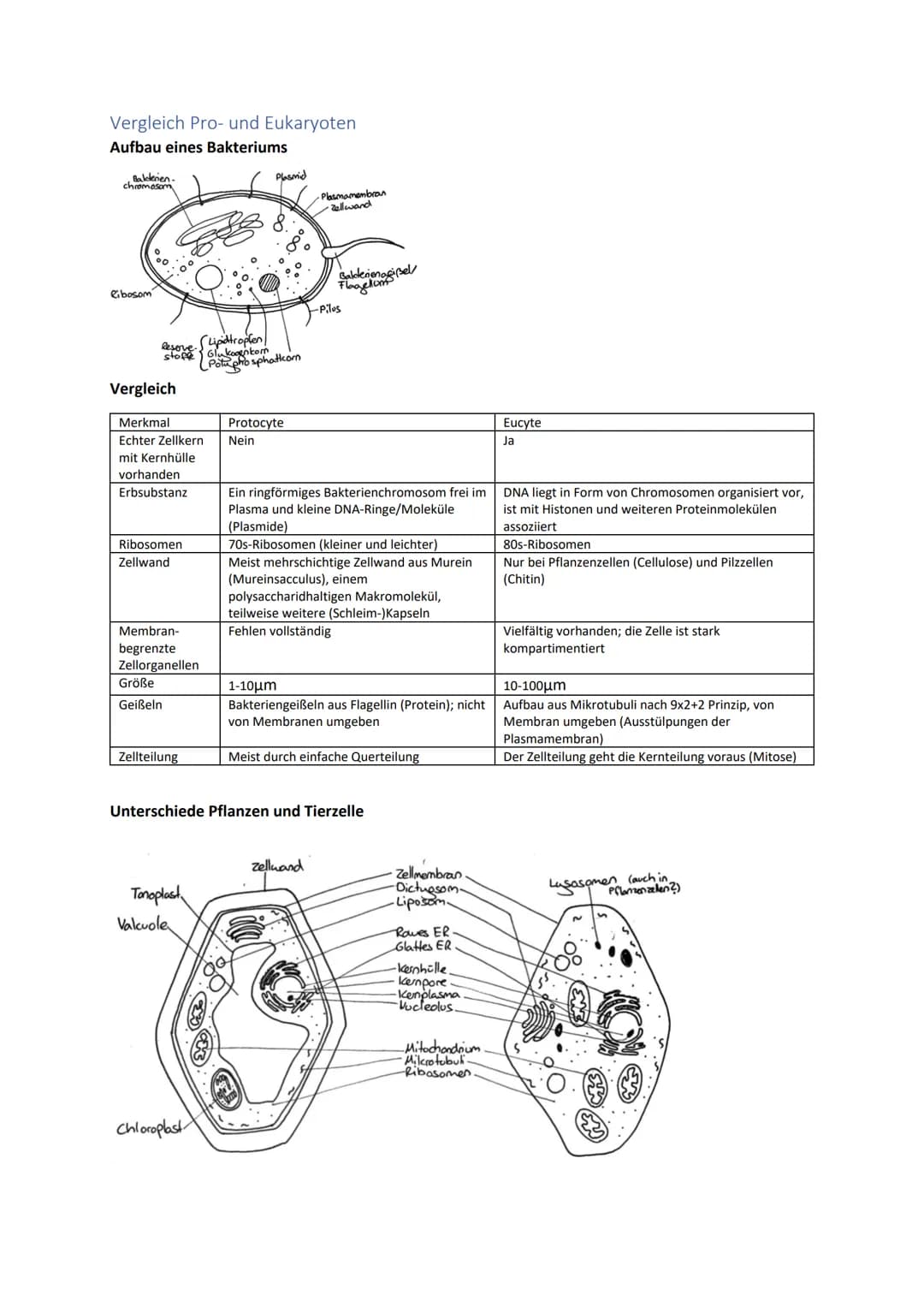 Biologie Zusammenfassung für das schriftliche Abitur
Inhalt
Basiskonzepte...
Oberflächenprinzip.
Kompartimentierung.
Zytologie.....
Untersuc