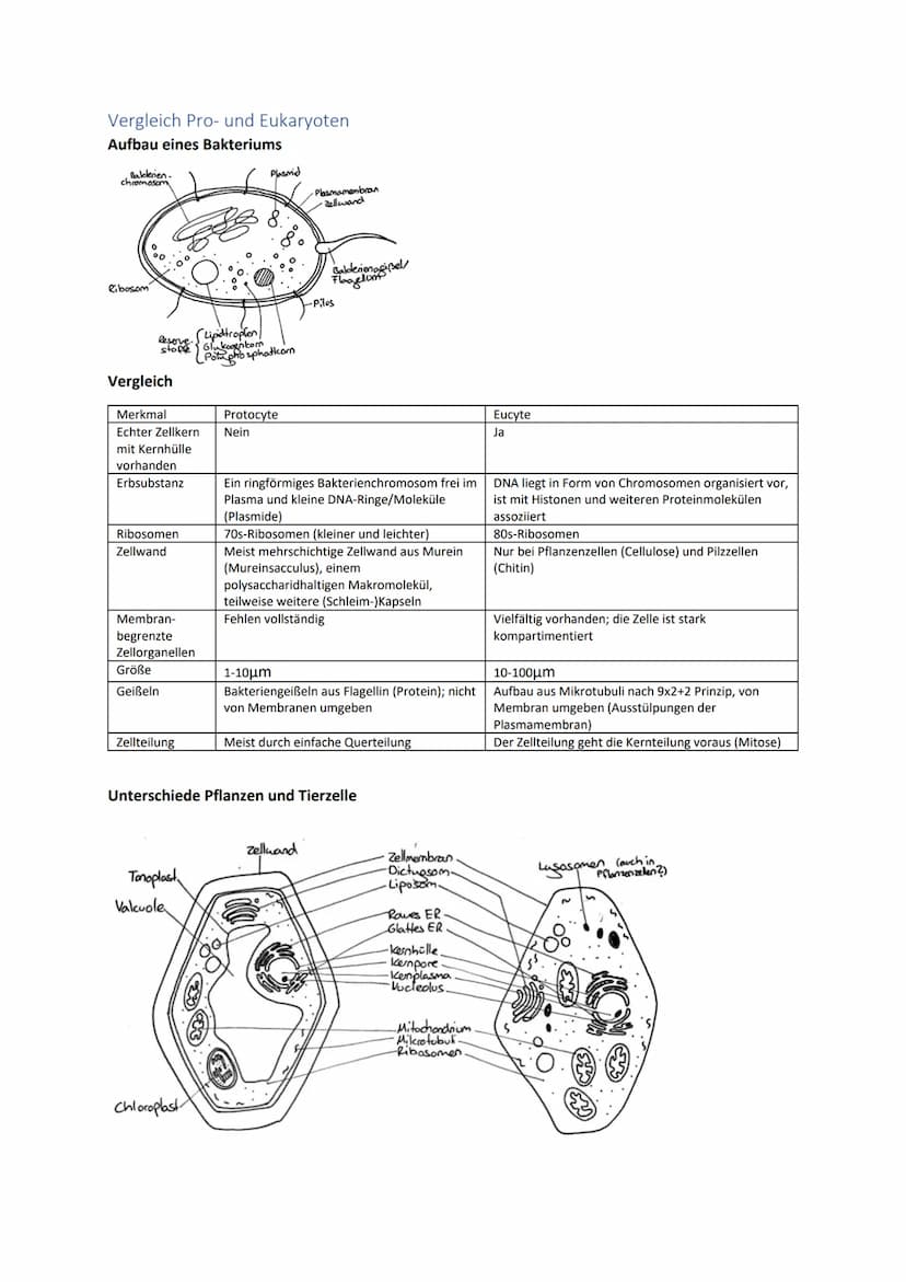 Biologie Zusammenfassung für das schriftliche Abitur
Inhalt
Basiskonzepte...
Oberflächenprinzip.
Kompartimentierung.
Zytologie.....
Untersuc