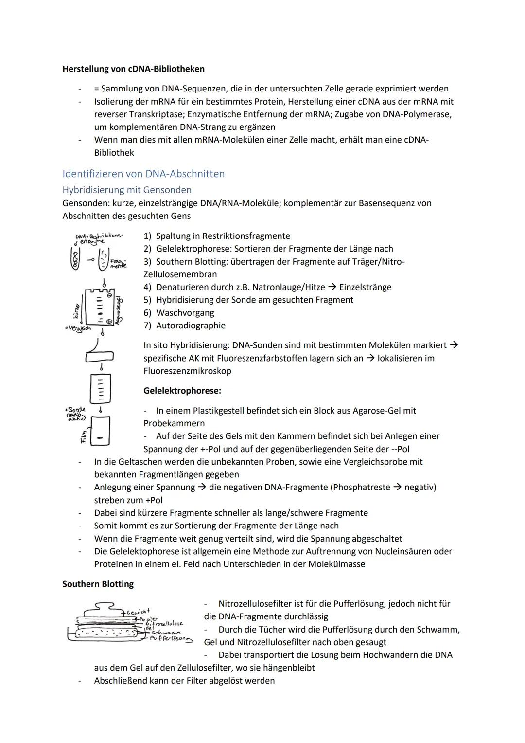 Biologie Zusammenfassung für das schriftliche Abitur
Inhalt
Basiskonzepte...
Oberflächenprinzip.
Kompartimentierung.
Zytologie.....
Untersuc