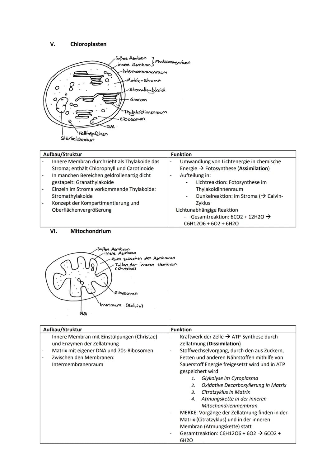 Biologie Zusammenfassung für das schriftliche Abitur
Inhalt
Basiskonzepte...
Oberflächenprinzip.
Kompartimentierung.
Zytologie.....
Untersuc