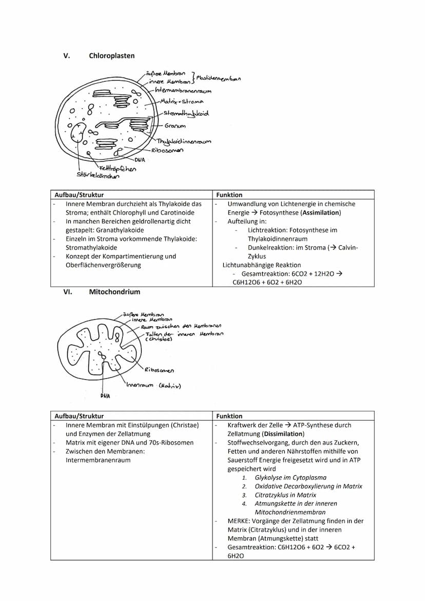Biologie Zusammenfassung für das schriftliche Abitur
Inhalt
Basiskonzepte...
Oberflächenprinzip.
Kompartimentierung.
Zytologie.....
Untersuc
