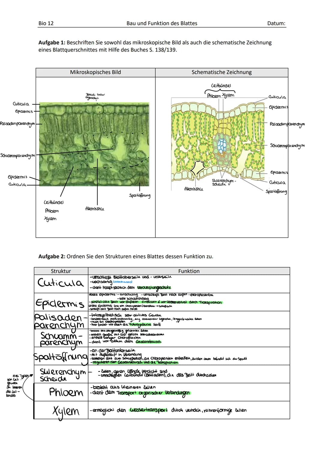 Cuticula
Epidermis
Palisadenparenchym
Schuammparenchym
Epidermis
Cuticula
zwei Typen
von Leit
gewebe
i'm Inneren (
des Leit-
bindels
Bio 12
