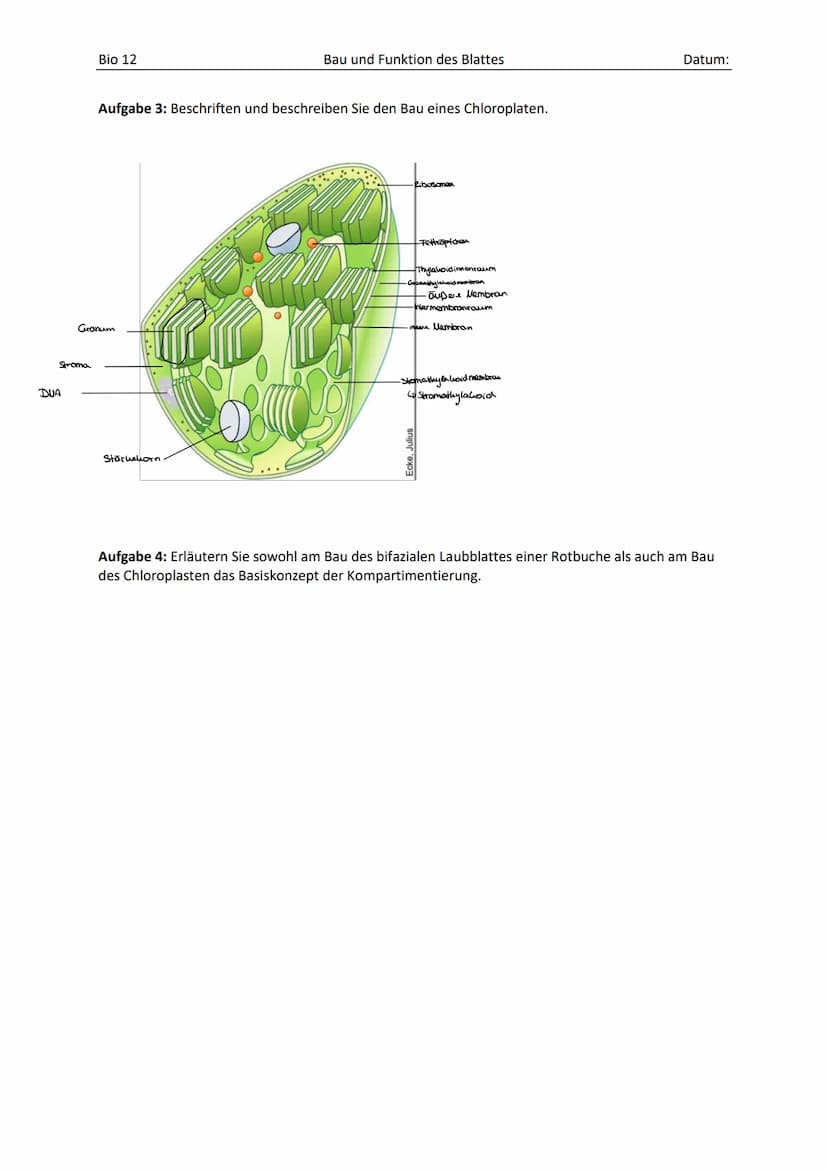Cuticula
Epidermis
Palisadenparenchym
Schuammparenchym
Epidermis
Cuticula
zwei Typen
von Leit
gewebe
i'm Inneren (
des Leit-
bindels
Bio 12
