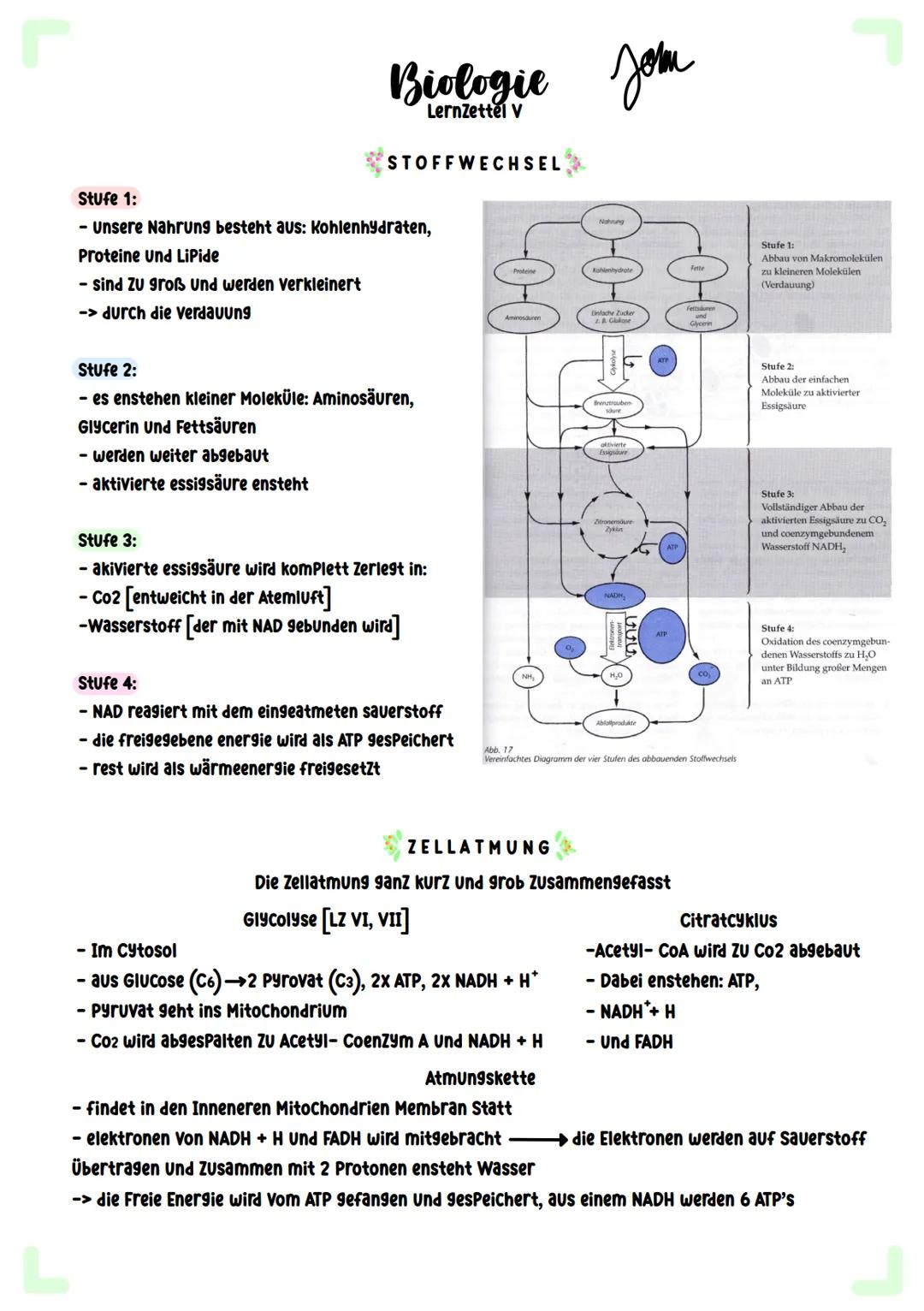 # Biologie
Zellatmung # Biologie
Lernzettel I

COFAKTOREN

Neben einem Substrat brauchen Viele Enzyme
auch vergleichsweise kleinere Moleküle