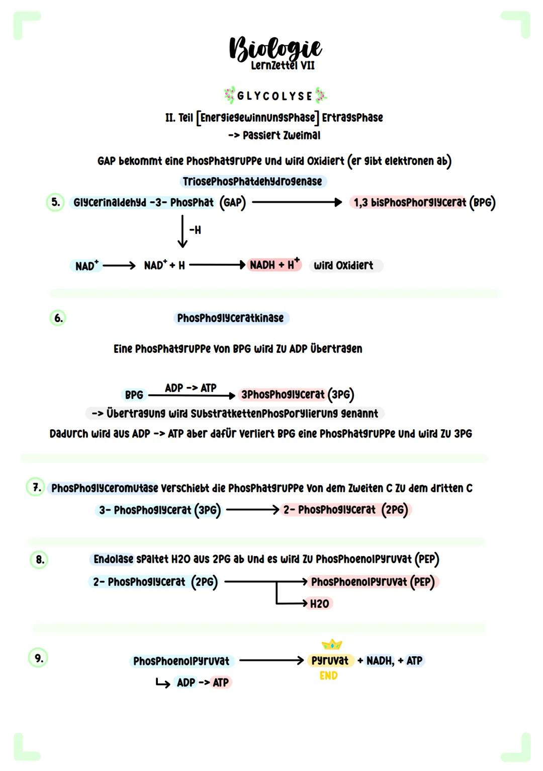 # Biologie
Zellatmung # Biologie
Lernzettel I

COFAKTOREN

Neben einem Substrat brauchen Viele Enzyme
auch vergleichsweise kleinere Moleküle