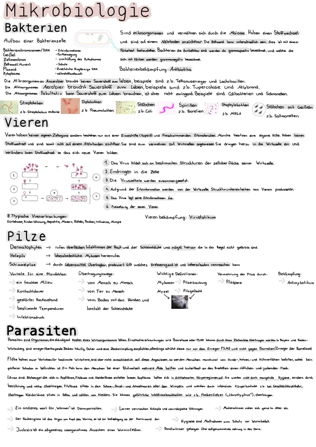 Mikrobiologie
Bakterien
Aufbau einer Bakterienzelle
Bakterienchromosomen/DWA
Geißel
Zellmembran
Zellwand (Murein)
Plasmid
Zytoplasma
Vieren
