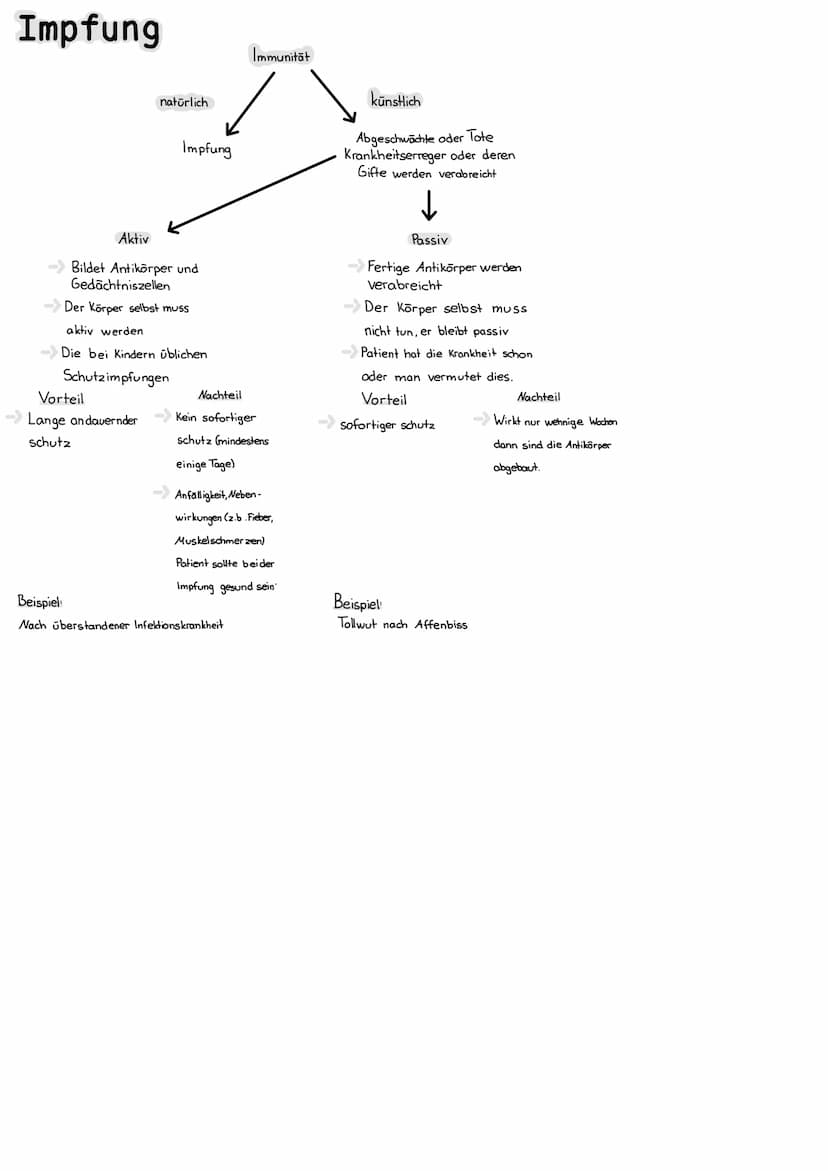 Mikrobiologie
Bakterien
Aufbau einer Bakterienzelle
Bakterienchromosomen/DWA
Geißel
Zellmembran
Zellwand (Murein)
Plasmid
Zytoplasma
Vieren
