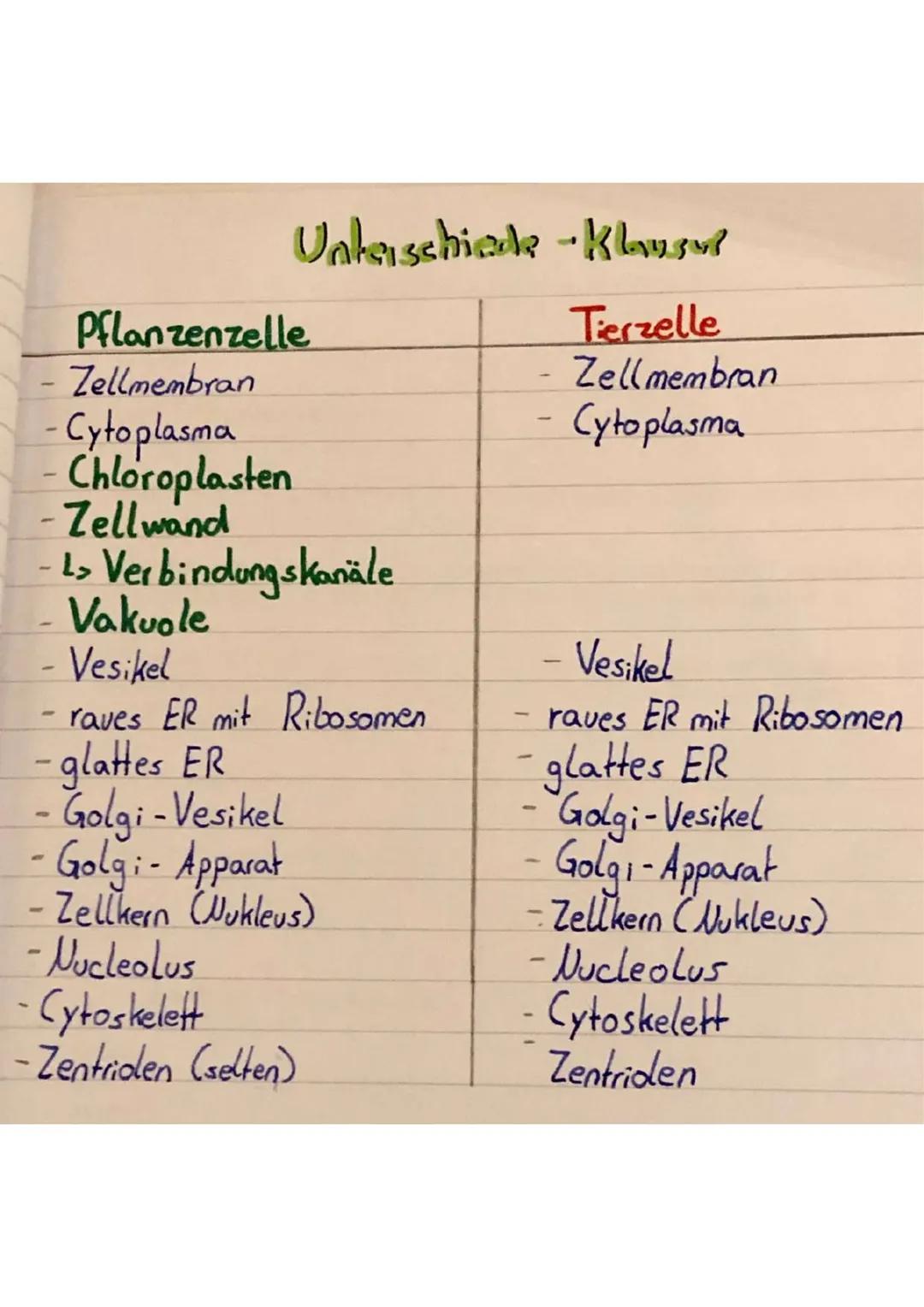 Pflanzenzelle und Tierzelle: Aufbau und Funktion für die 5. und 7. Klasse