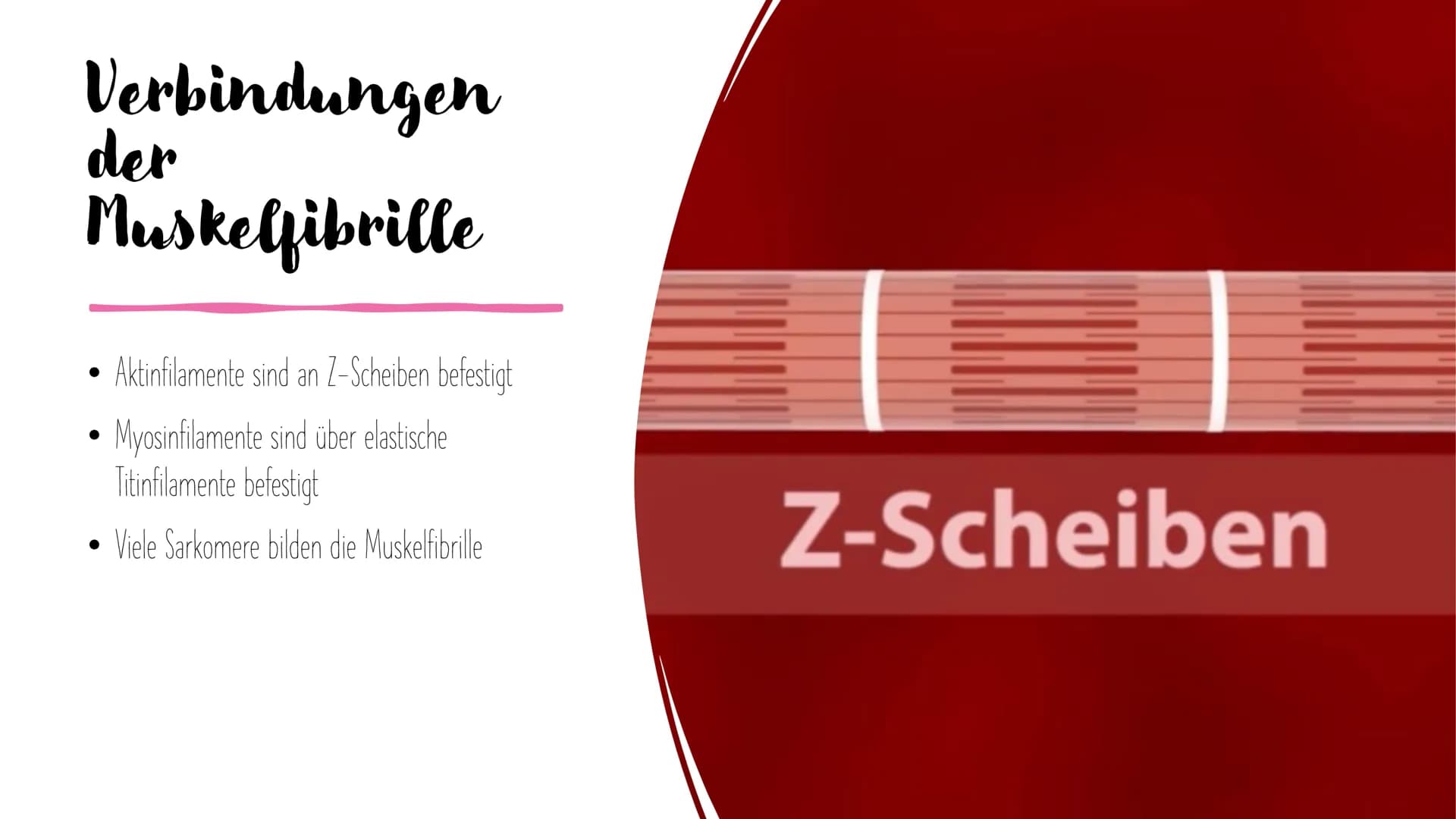 Muskel und
Muskelkontraktion Inhalt
Arten der Muskulatur
- Skelettmuskulatur
-Eingeweidemuskulatur
- Herzmuskulatur
Visualisierung Sarkomer
