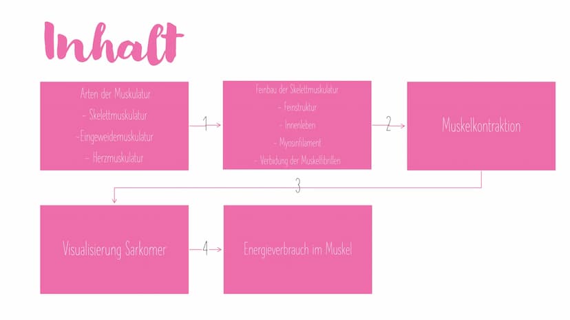 Muskel und
Muskelkontraktion Inhalt
Arten der Muskulatur
- Skelettmuskulatur
-Eingeweidemuskulatur
- Herzmuskulatur
Visualisierung Sarkomer
