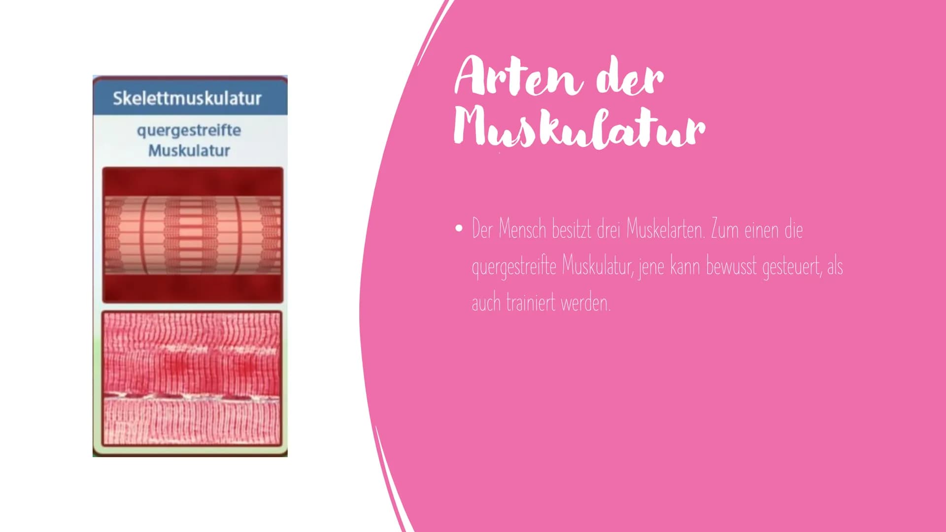 Muskel und
Muskelkontraktion Inhalt
Arten der Muskulatur
- Skelettmuskulatur
-Eingeweidemuskulatur
- Herzmuskulatur
Visualisierung Sarkomer
