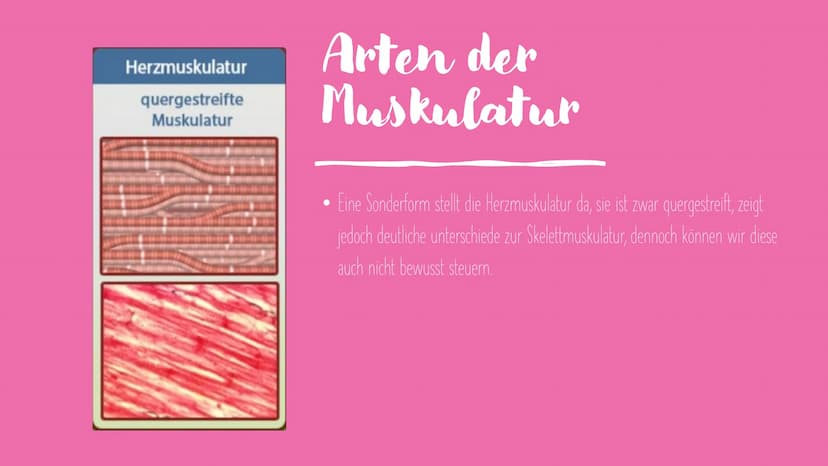 Muskel und
Muskelkontraktion Inhalt
Arten der Muskulatur
- Skelettmuskulatur
-Eingeweidemuskulatur
- Herzmuskulatur
Visualisierung Sarkomer
