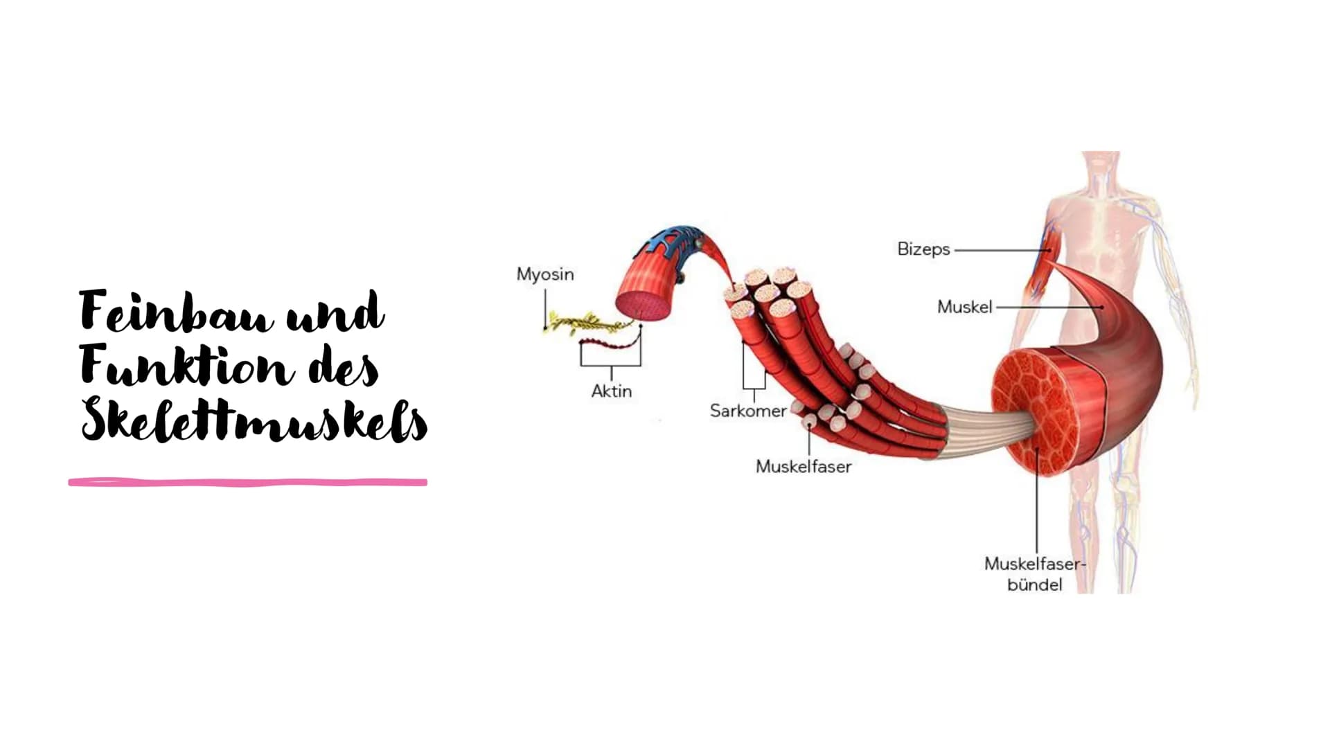 Muskel und
Muskelkontraktion Inhalt
Arten der Muskulatur
- Skelettmuskulatur
-Eingeweidemuskulatur
- Herzmuskulatur
Visualisierung Sarkomer
