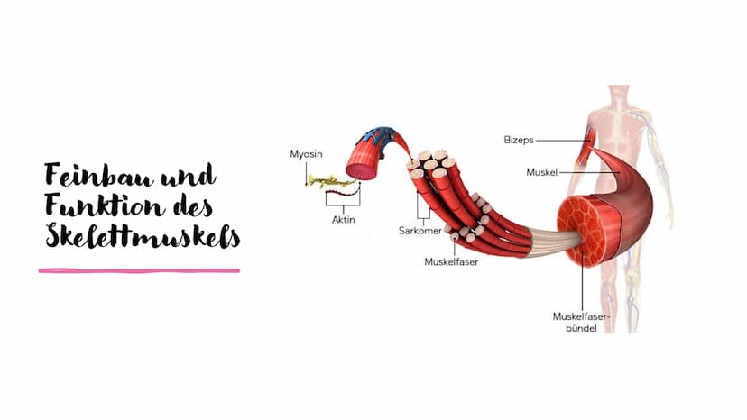 Muskel und
Muskelkontraktion Inhalt
Arten der Muskulatur
- Skelettmuskulatur
-Eingeweidemuskulatur
- Herzmuskulatur
Visualisierung Sarkomer
