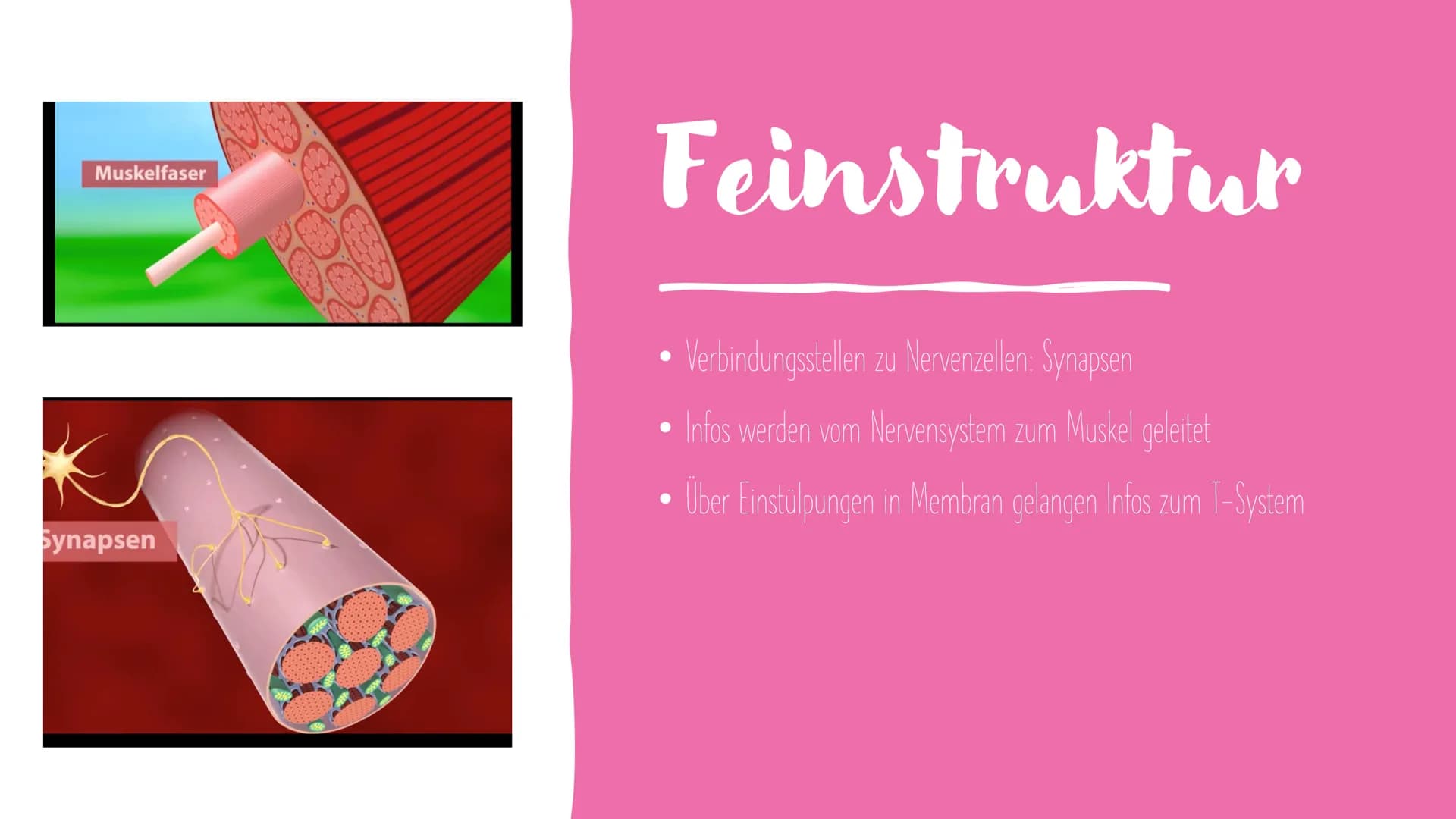 Muskel und
Muskelkontraktion Inhalt
Arten der Muskulatur
- Skelettmuskulatur
-Eingeweidemuskulatur
- Herzmuskulatur
Visualisierung Sarkomer
