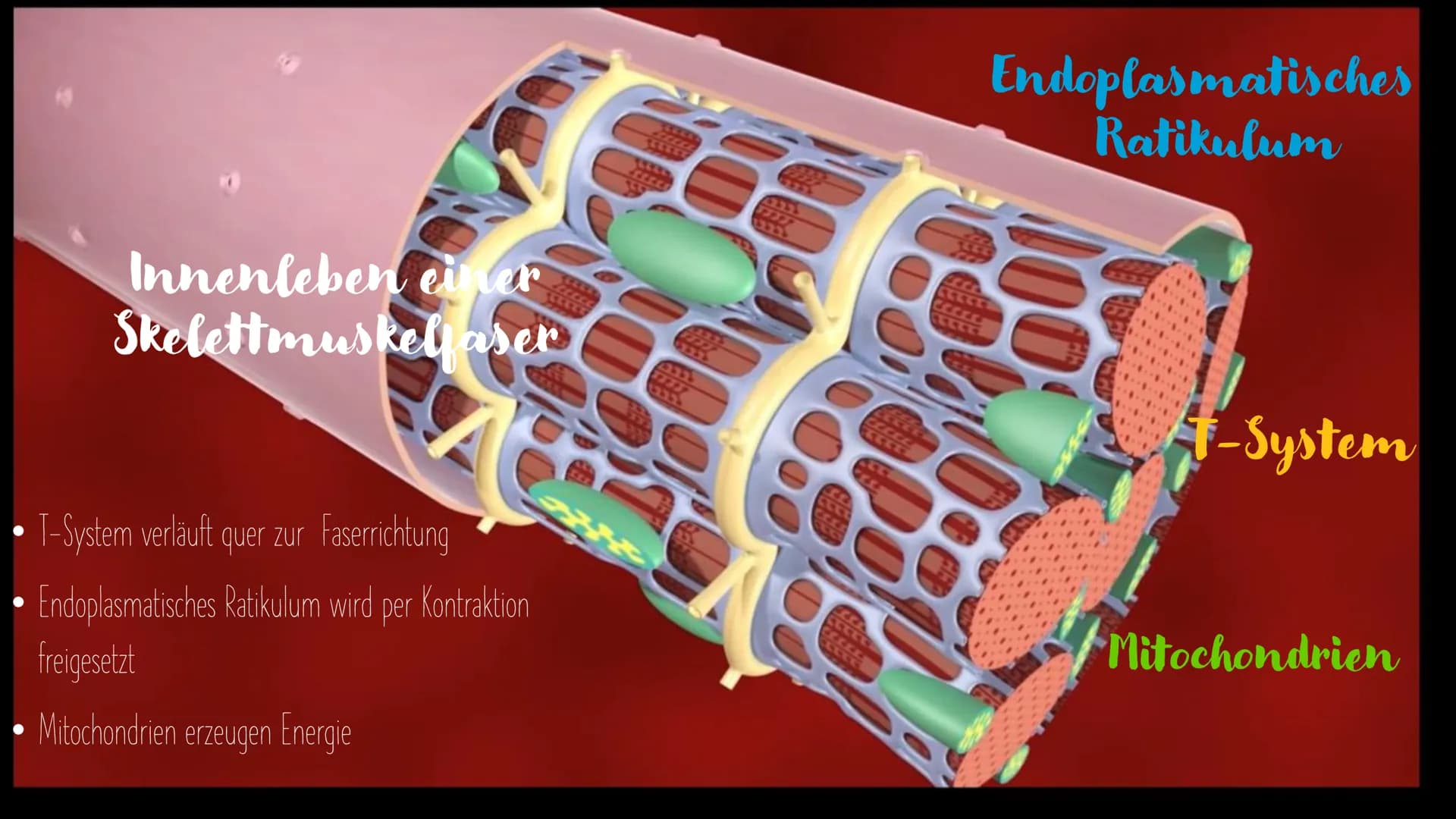 Muskel und
Muskelkontraktion Inhalt
Arten der Muskulatur
- Skelettmuskulatur
-Eingeweidemuskulatur
- Herzmuskulatur
Visualisierung Sarkomer
