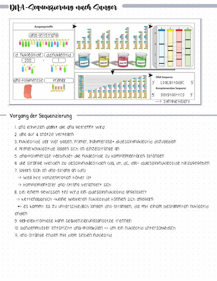 Know Die DNA-Sequenzierung nach Sanger thumbnail