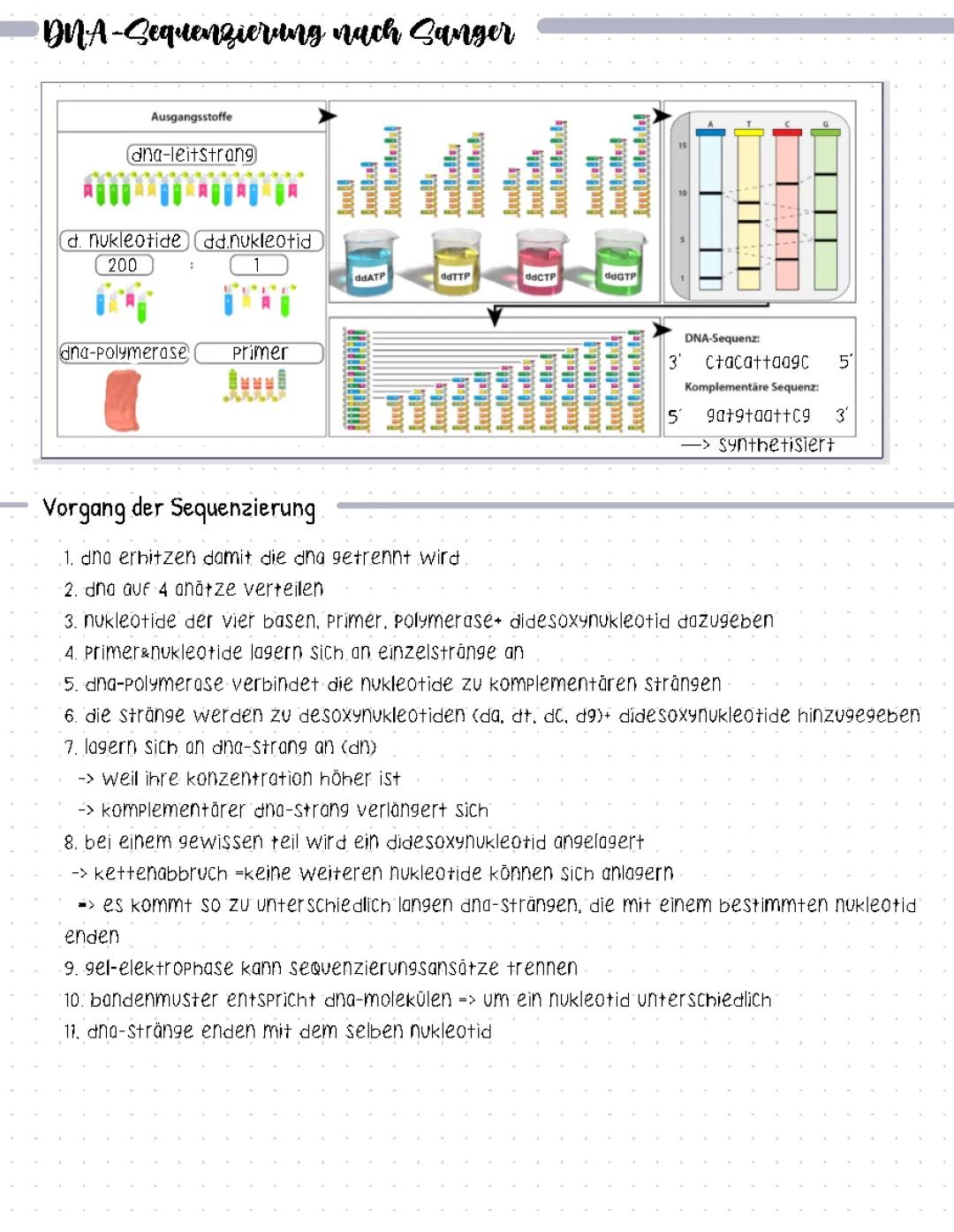 Sanger-Sequenzierung und Gelelektrophorese einfach erklärt