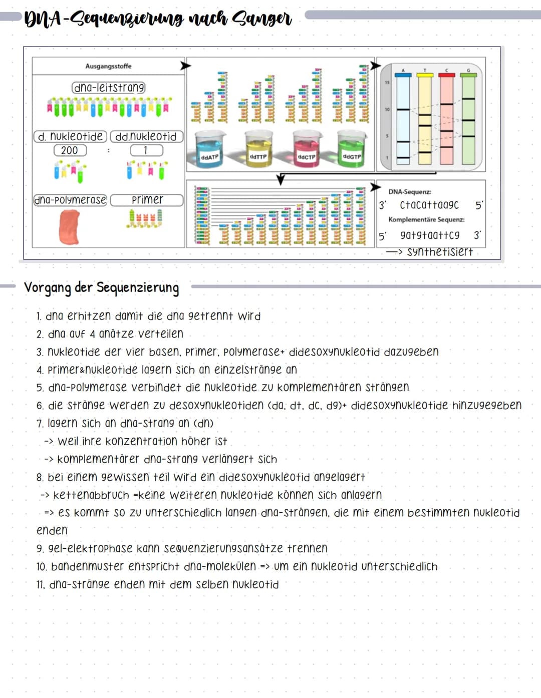 •DNA-Sequenzierung nach Sanger
Ausgangsstoffe
dna-leitstrang
d. nukleotide dd.nukleotid
200
:
dna-polymerase
Primer
buil!
Anda!
ddATP
bully
