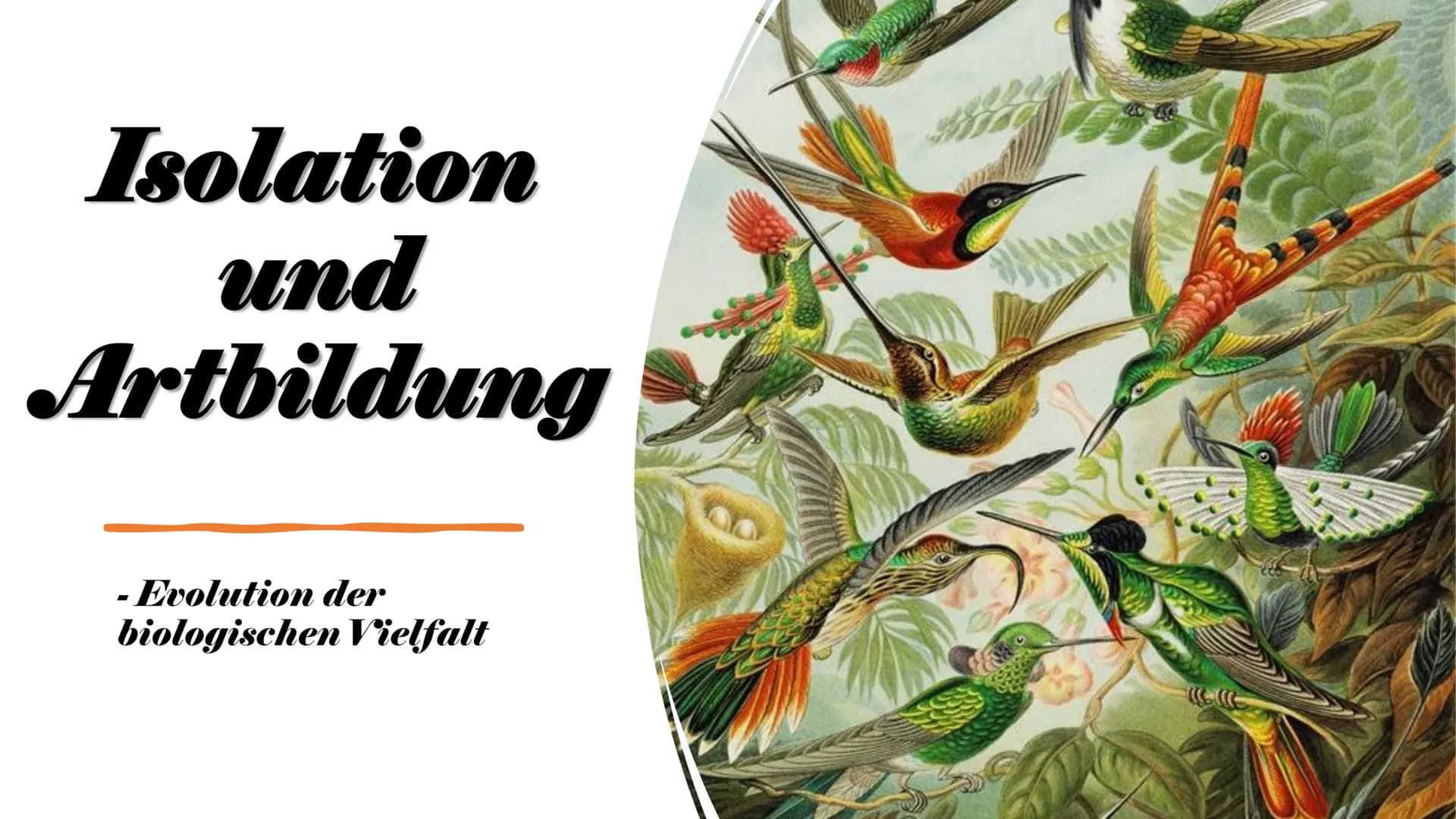 Isolation
und
Artbildung
- Evolution der
biologischen Vielfalt ,,Auch die Isolierung ist ein wichtiges Element bei der (...) Veränderung der
