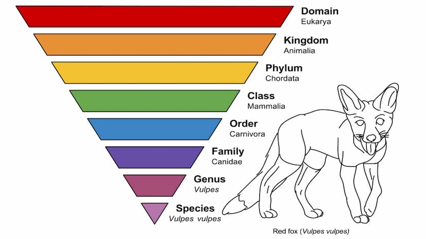 Isolation
und
Artbildung
- Evolution der
biologischen Vielfalt ,,Auch die Isolierung ist ein wichtiges Element bei der (...) Veränderung der