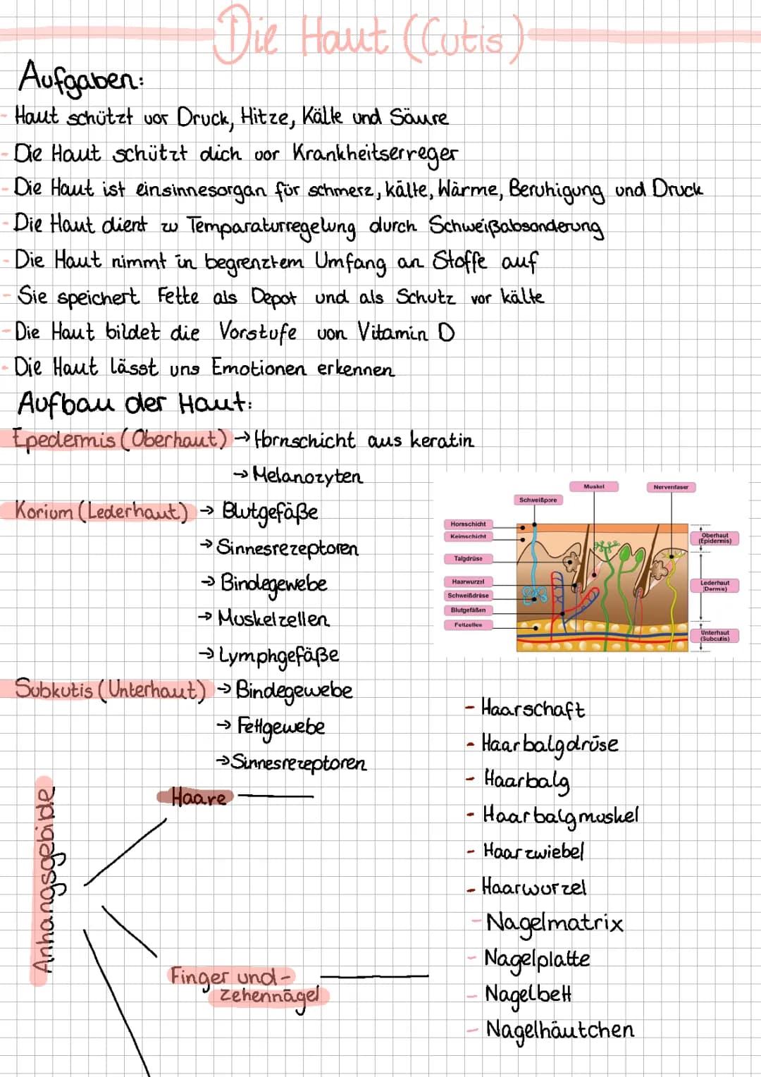 Aufbau der Haut einfach erklärt - Alles zu Hautschichten und Funktionen