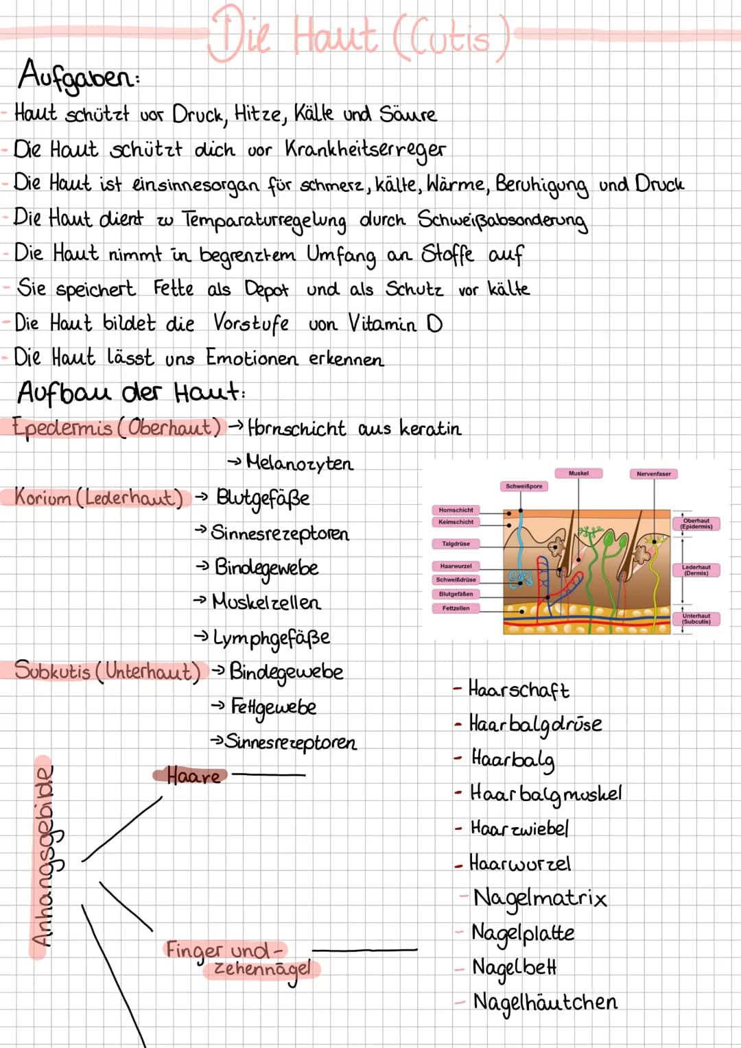 Die Haut (Cutis
Aufgaben:
Haut schützt vor Druck, Hitze, Källe und Säure
Die Haut schützt dich vor Krankheitserreger
Die Haut ist einsinneso