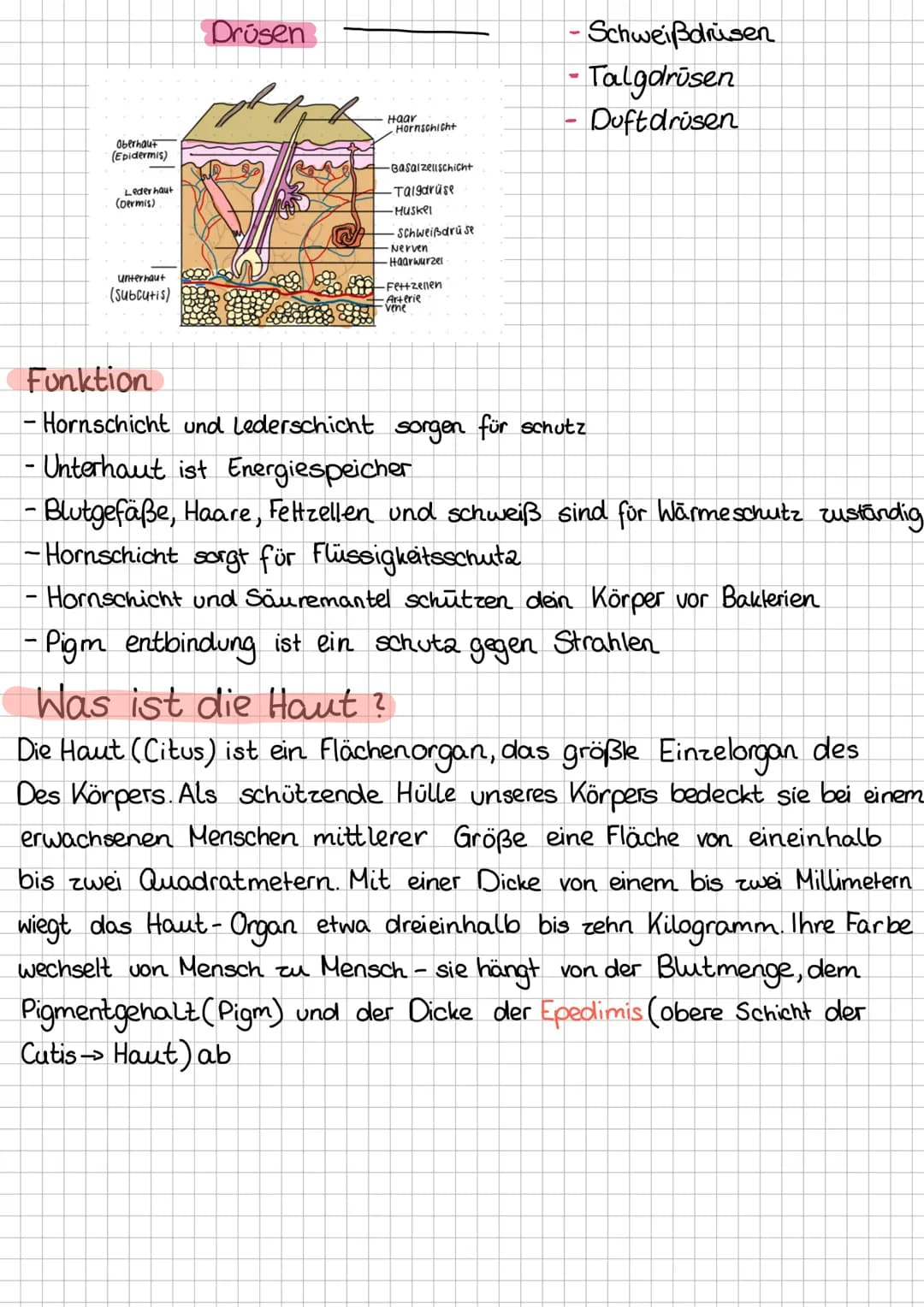 Die Haut (Cutis
Aufgaben:
Haut schützt vor Druck, Hitze, Källe und Säure
Die Haut schützt dich vor Krankheitserreger
Die Haut ist einsinneso