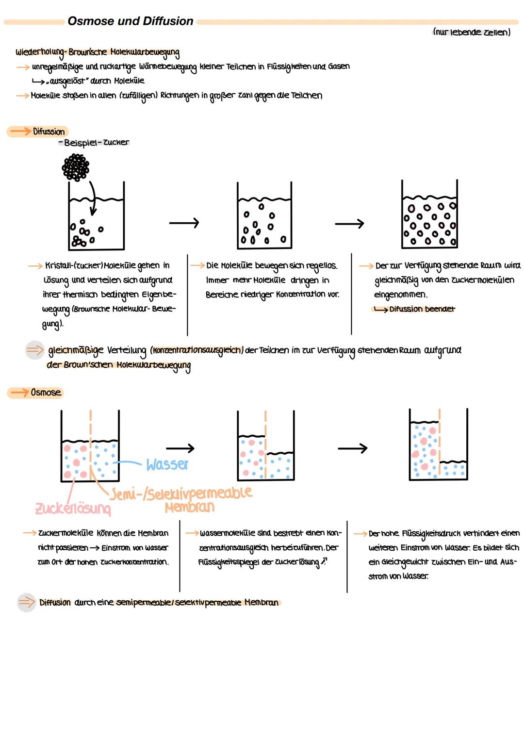 Osmose & Diffusion, Plasmolyse und Deplasmolyse