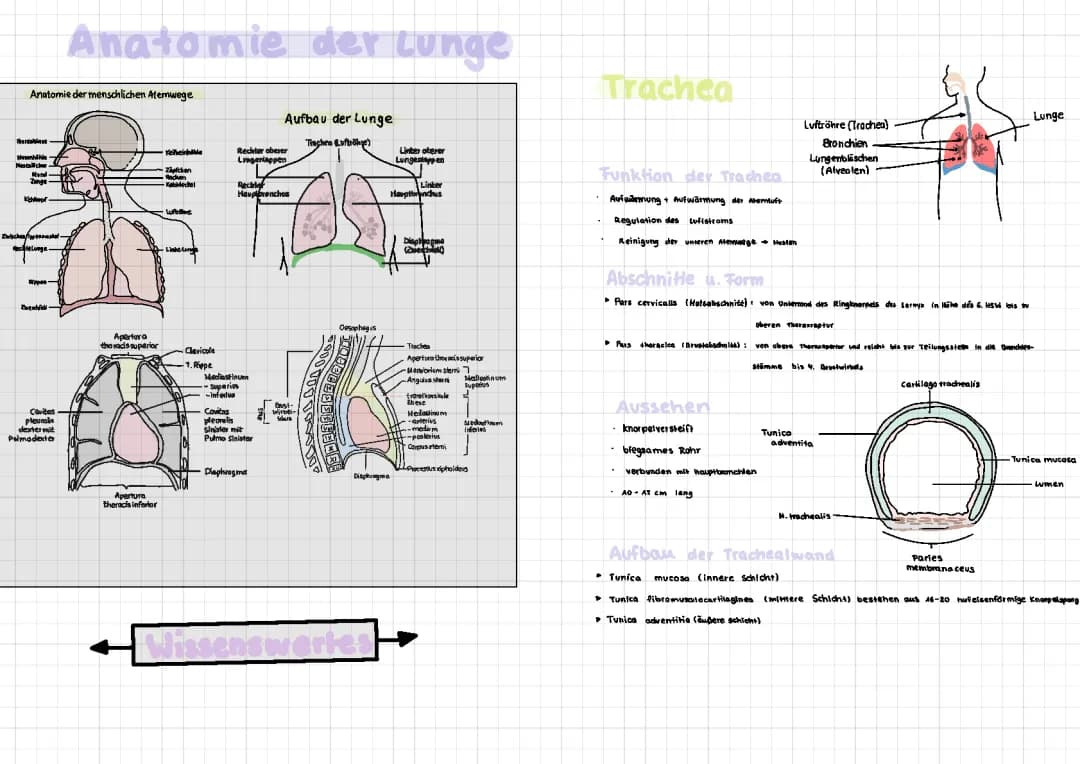 Lernzettel Innere Anatomie, Lunge,Herz + Erkrankungen 
