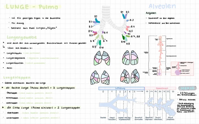 Anatomie der menschlichen Atemwege
Frontalsins
Nesenhöhle
Nascalicher
Mund
Zunge
Kehlkopf
Zwischenfipemeskel
Rechielunge
Rippen-
Zwerchfell-