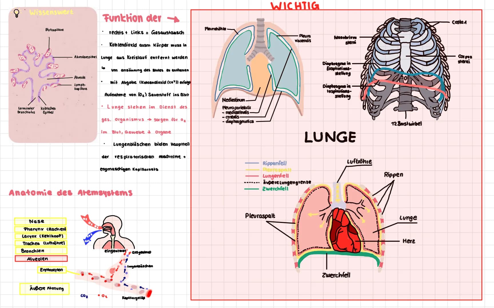 Anatomie der menschlichen Atemwege
Frontalsins
Nesenhöhle
Nascalicher
Mund
Zunge
Kehlkopf
Zwischenfipemeskel
Rechielunge
Rippen-
Zwerchfell-