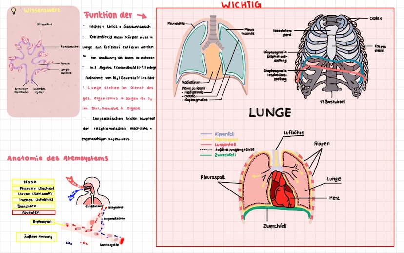 Anatomie der menschlichen Atemwege
Frontalsins
Nesenhöhle
Nascalicher
Mund
Zunge
Kehlkopf
Zwischenfipemeskel
Rechielunge
Rippen-
Zwerchfell-