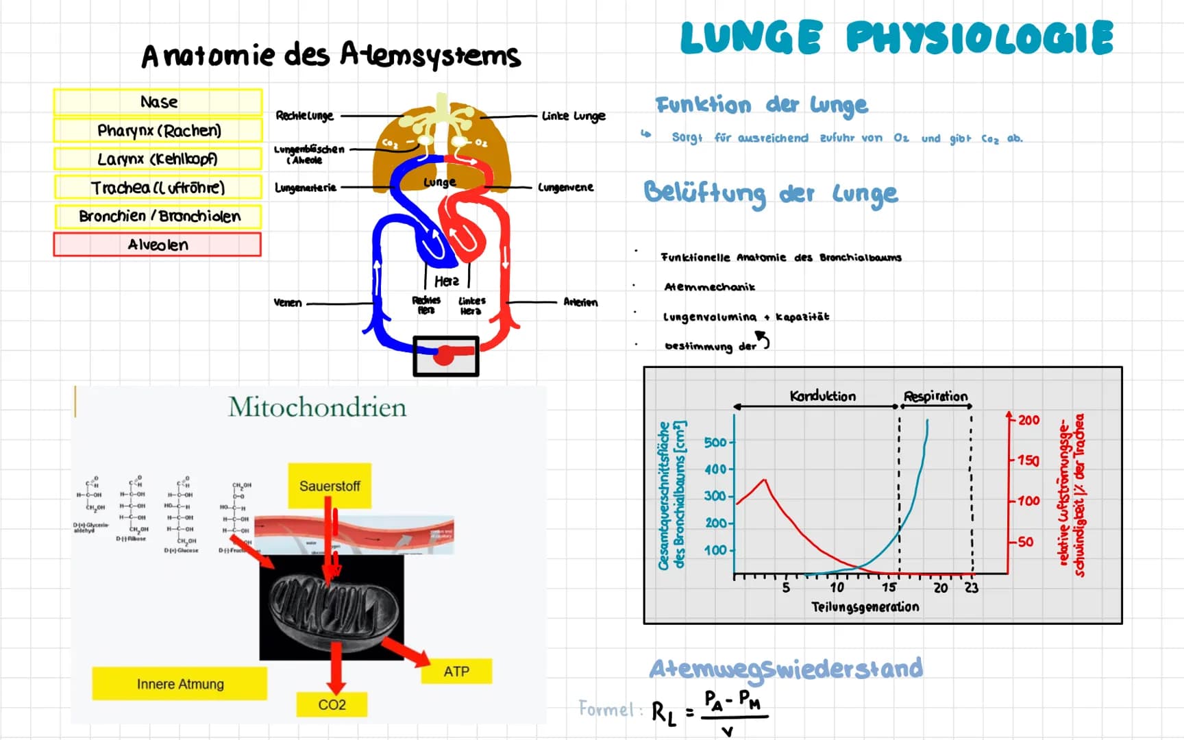Anatomie der menschlichen Atemwege
Frontalsins
Nesenhöhle
Nascalicher
Mund
Zunge
Kehlkopf
Zwischenfipemeskel
Rechielunge
Rippen-
Zwerchfell-