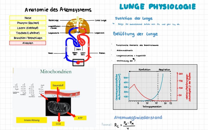 Anatomie der menschlichen Atemwege
Frontalsins
Nesenhöhle
Nascalicher
Mund
Zunge
Kehlkopf
Zwischenfipemeskel
Rechielunge
Rippen-
Zwerchfell-