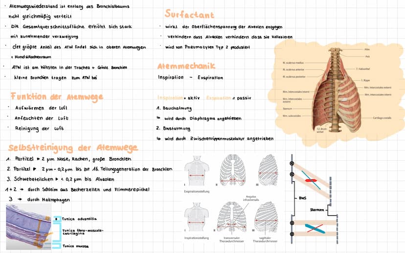 Anatomie der menschlichen Atemwege
Frontalsins
Nesenhöhle
Nascalicher
Mund
Zunge
Kehlkopf
Zwischenfipemeskel
Rechielunge
Rippen-
Zwerchfell-
