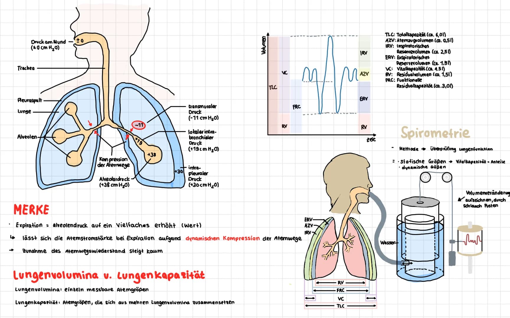 Anatomie der menschlichen Atemwege
Frontalsins
Nesenhöhle
Nascalicher
Mund
Zunge
Kehlkopf
Zwischenfipemeskel
Rechielunge
Rippen-
Zwerchfell-