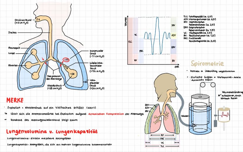 Anatomie der menschlichen Atemwege
Frontalsins
Nesenhöhle
Nascalicher
Mund
Zunge
Kehlkopf
Zwischenfipemeskel
Rechielunge
Rippen-
Zwerchfell-
