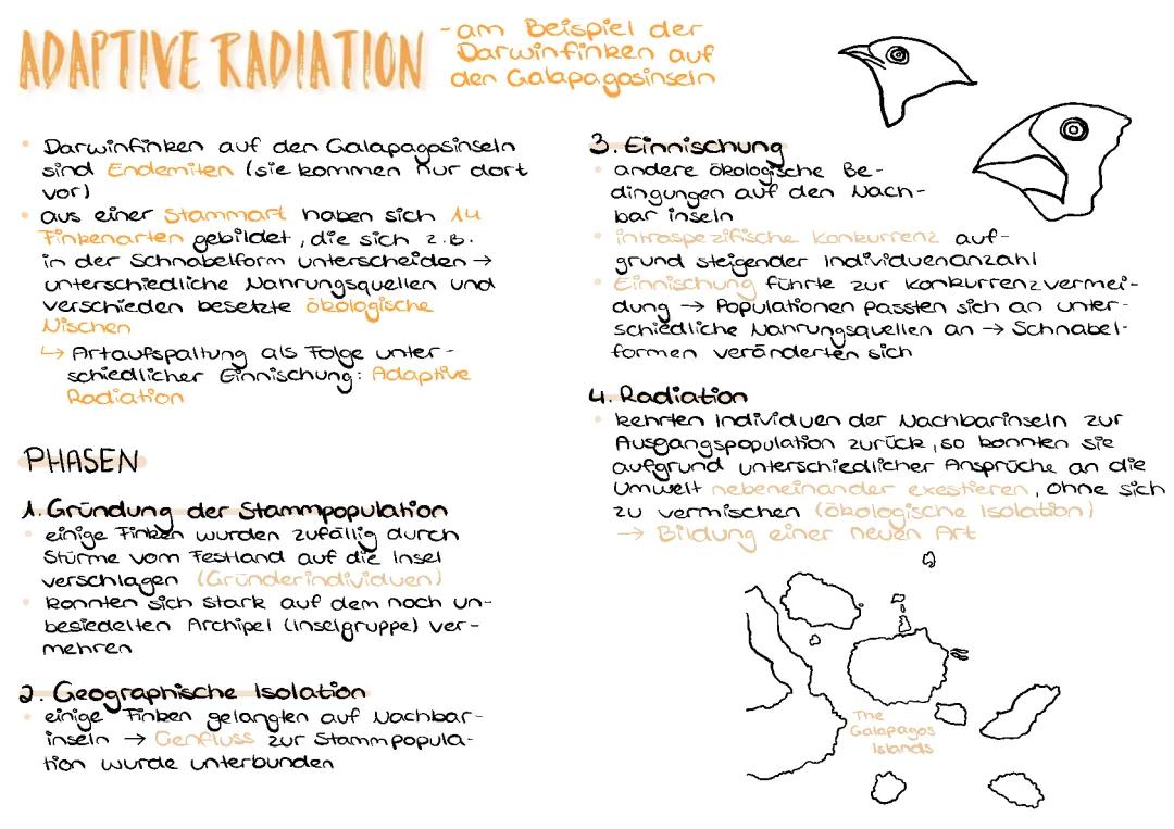 Adaptive Radiation: Einfach erklärt mit Beispielen und Darwinfinken