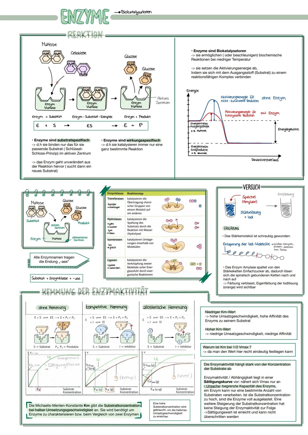 Enzym + Substrat
E
S
Maltose
Substrat
Enzym
Melose
Maltose
• Enzyme sind substratspezifisch
-> d.h sie binden nur das für sie
passende Subst