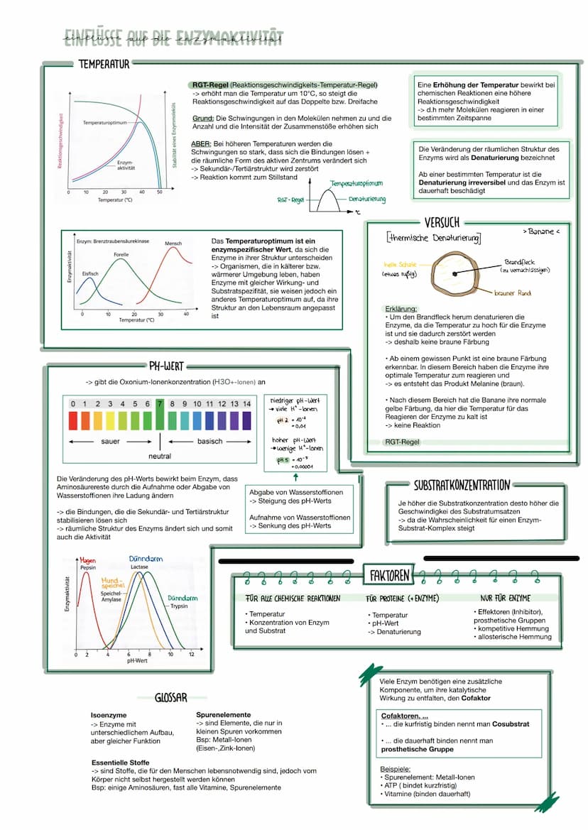 Enzym + Substrat
E
S
Maltose
Substrat
Enzym
Melose
Maltose
• Enzyme sind substratspezifisch
-> d.h sie binden nur das für sie
passende Subst