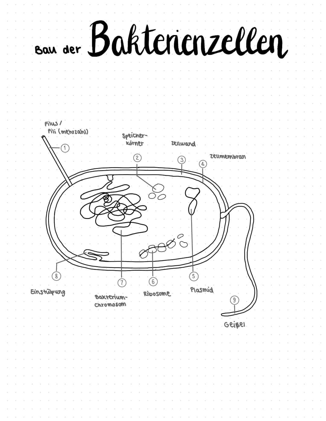 Glossar
Allel: eine von mehreren Zustandsformen eines Gens
Aminosäure: Bausteine der Peptide und Proteine
Aminosäure sequenz: Abfolge von Am