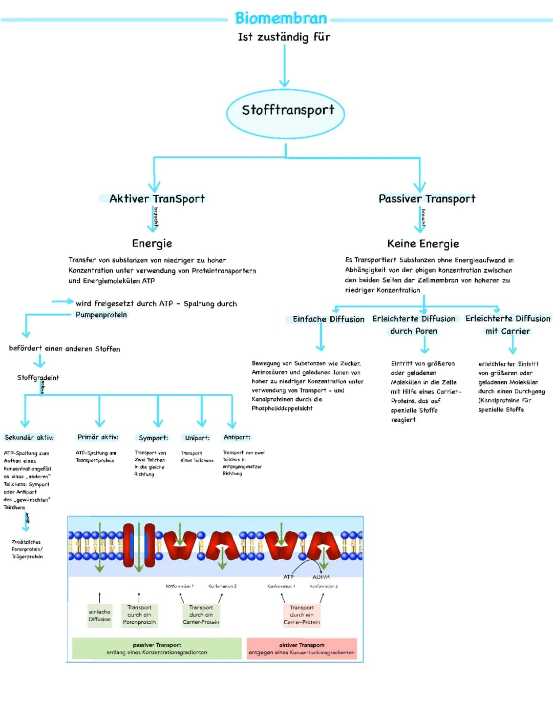 Stofftransport durch Biomembran 