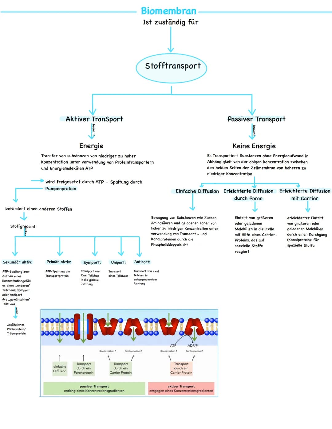 Stoffgradeint
Sekundär aktiv:
ATP-Spaltung zum
Aufbau eines
Konzentrationgefäll
es eines ,,anderen"
Teilchens; Symport
oder Antiport
des ..g