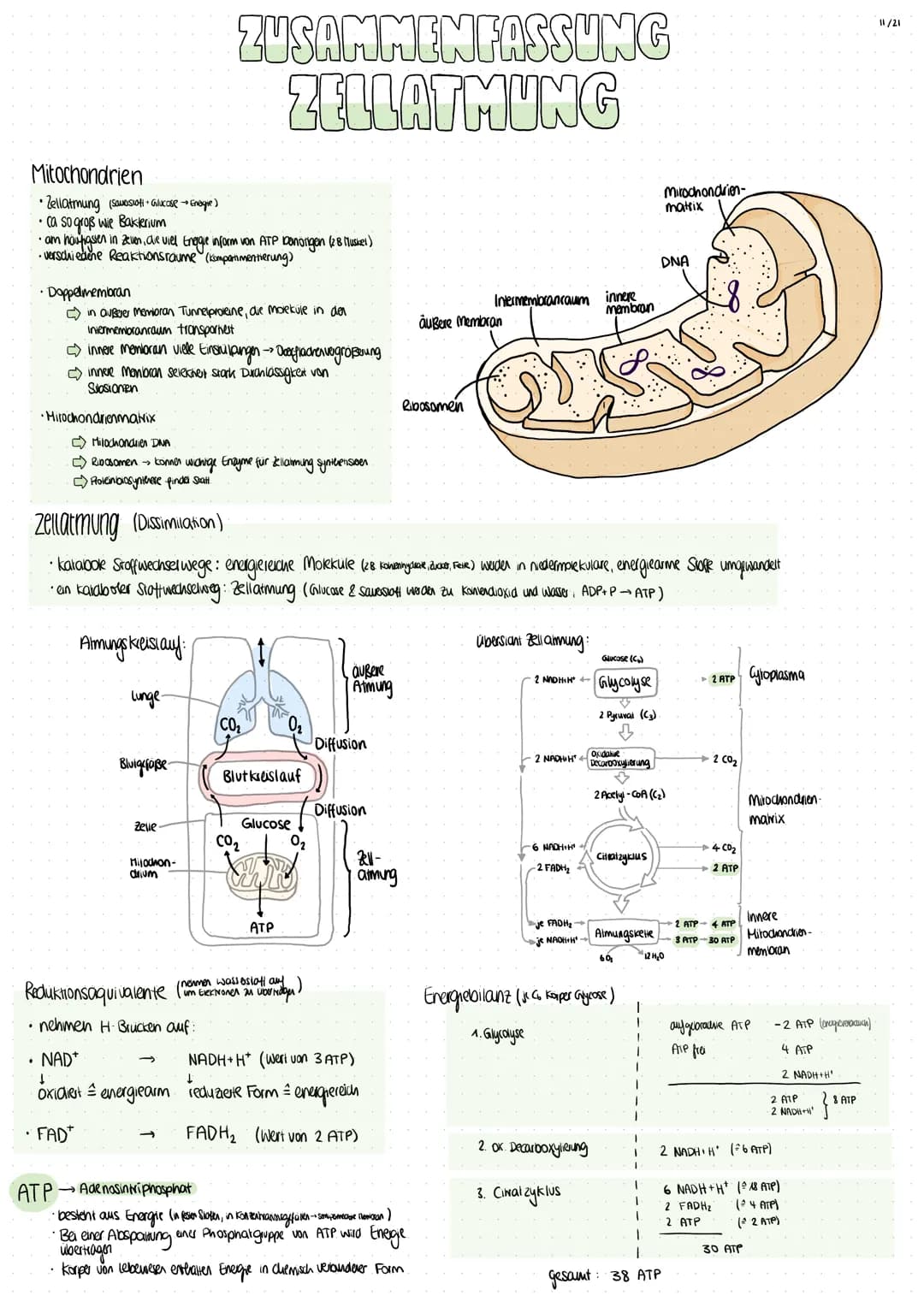 Mitochondrien
•Zellatmung (Saversiot + Glucose → Energie)
•ca so groß wie Bakterium
• am häufigsten in Zellen, die viel Energie inform von A