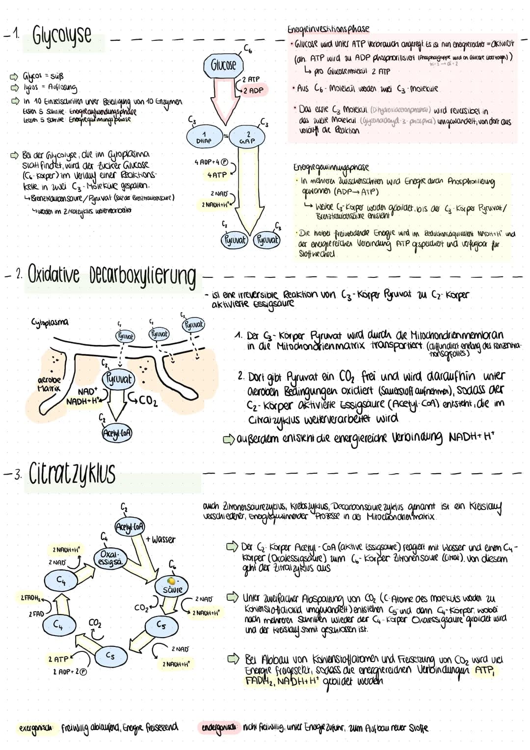 Mitochondrien
•Zellatmung (Saversiot + Glucose → Energie)
•ca so groß wie Bakterium
• am häufigsten in Zellen, die viel Energie inform von A