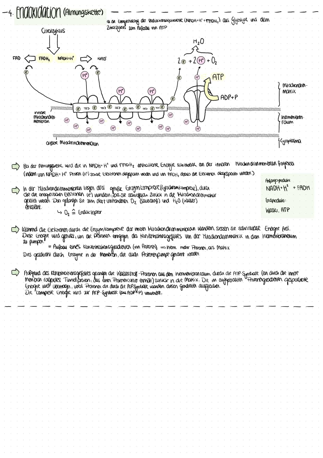 Mitochondrien
•Zellatmung (Saversiot + Glucose → Energie)
•ca so groß wie Bakterium
• am häufigsten in Zellen, die viel Energie inform von A